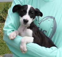 Jasper 43315 - Photo 2