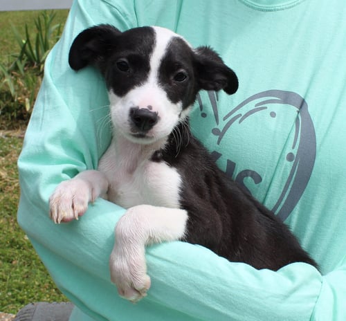 JASPER 43315 - Labrador Retriever / Catahoula Leopard Dog available for adoption