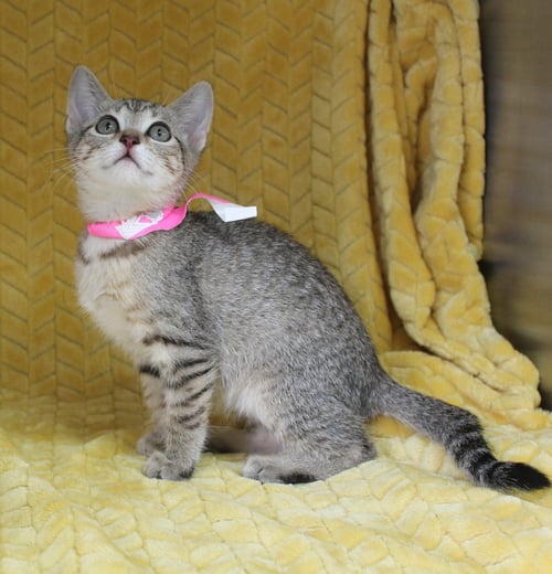 JAMIE - 43612 - Domestic Short Hair / Tabby for adoption in Montgomery