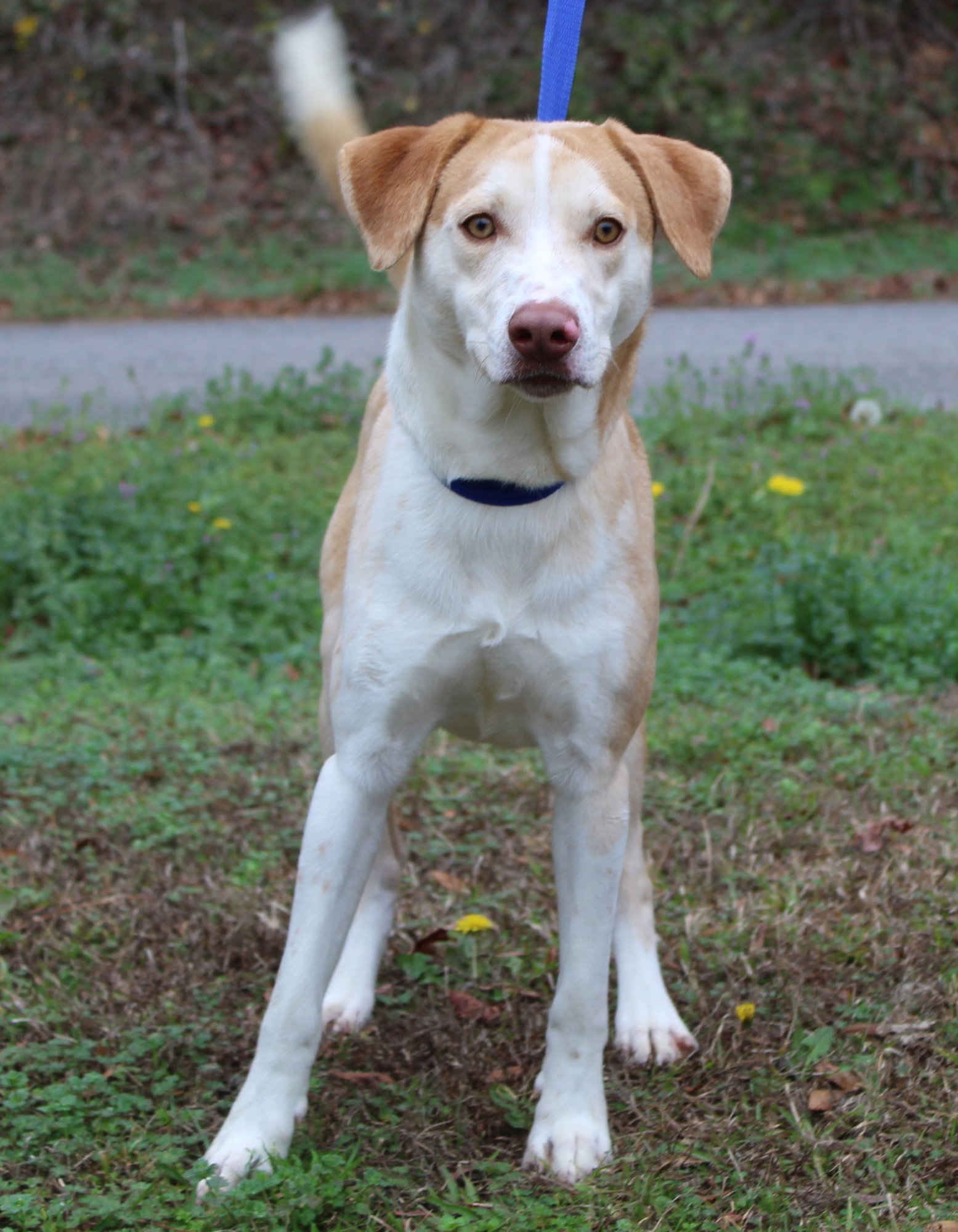 Stomper 42991 - Photo 4