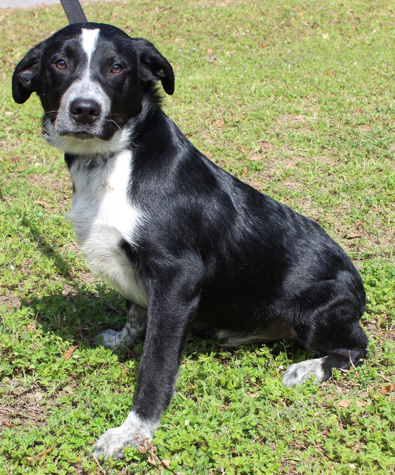 FANTA 43232 - Labrador Retriever / Australian Cattle Dog/Blue Heeler available for adoption