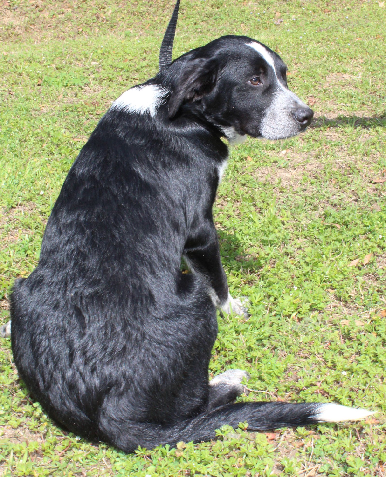 FANTA 43232 - Labrador Retriever / Australian Cattle Dog/Blue Heeler available for adoption