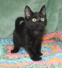 Pepper - 43910 - Photo 1