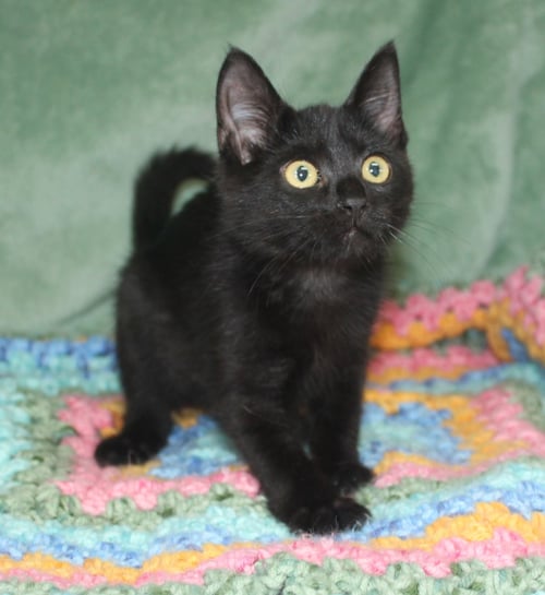 PEPPER - 43910 - Domestic Short Hair for adoption in Montgomery