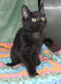 Pepper - 43910 - Photo 2