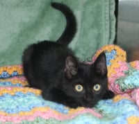 Pepper - 43910 - Photo 3