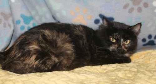 MAPLE - 43235 - Domestic Medium Hair / Tortoiseshell for adoption in Montgomery