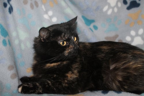 MAPLE - 43235 - Domestic Medium Hair / Tortoiseshell available for adoption