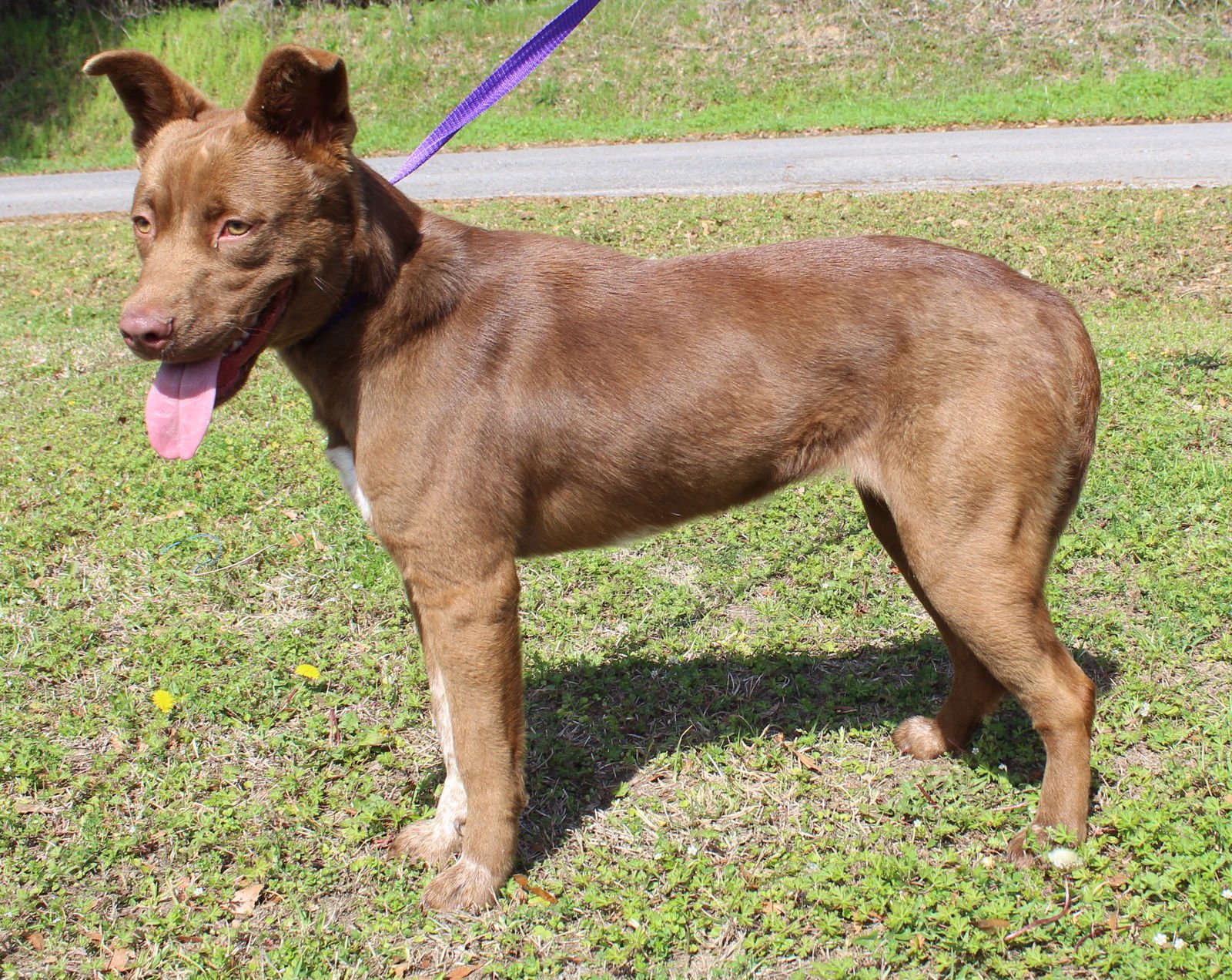 GOLDIE 43214 - Chocolate Labrador Retriever for adoption in Montgomery