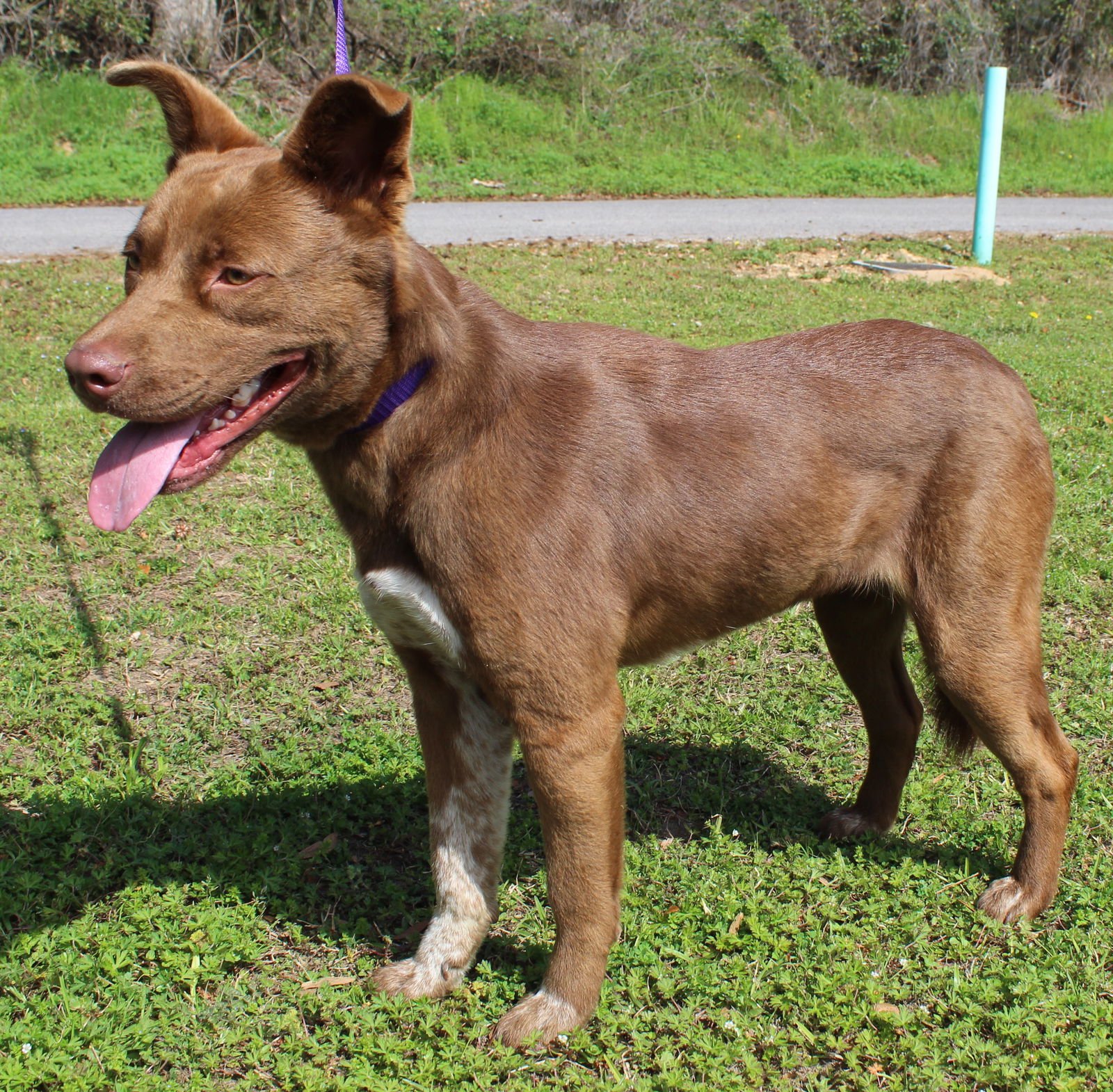 GOLDIE 43214 - Chocolate Labrador Retriever available for adoption