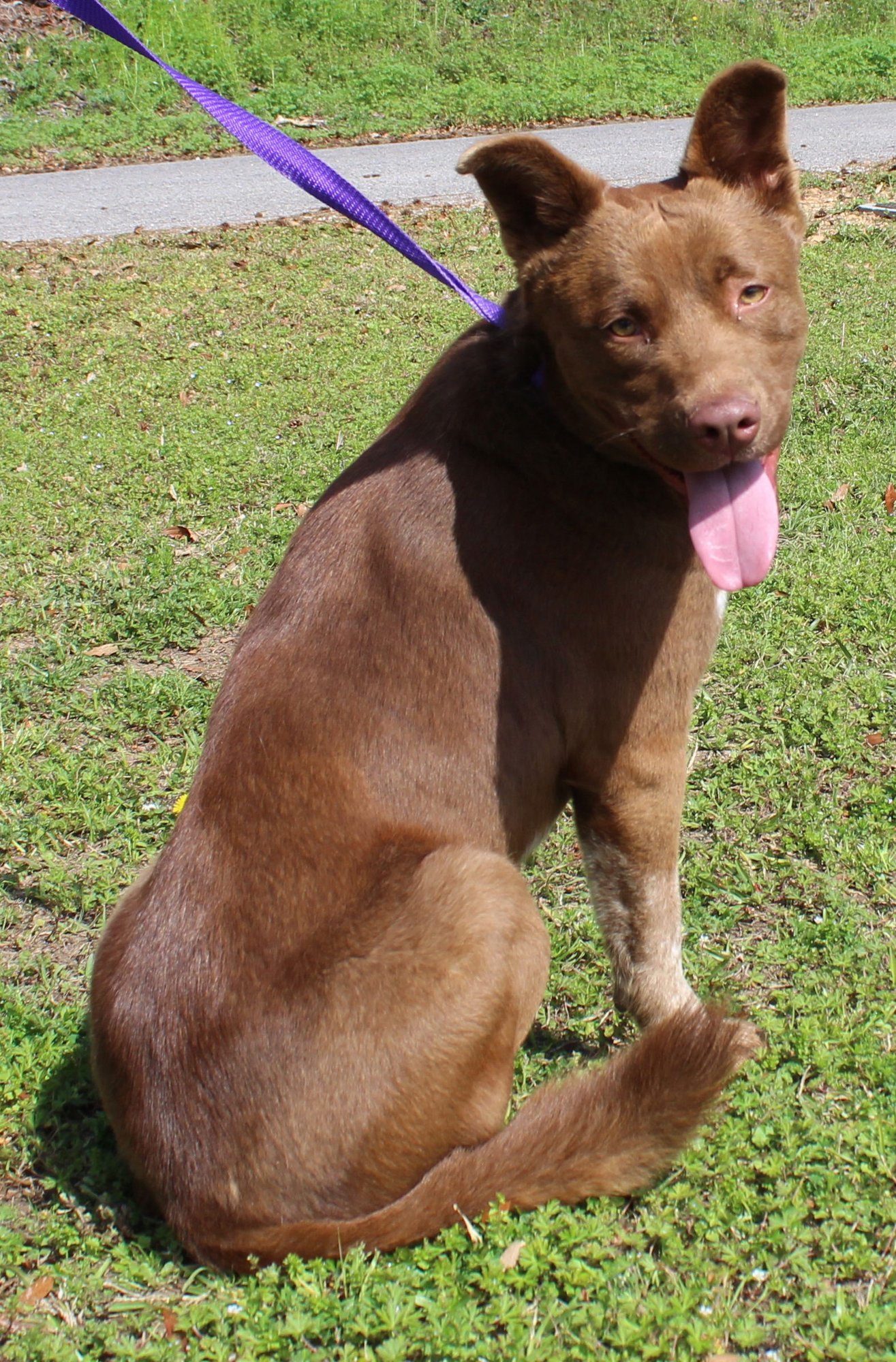 Goldie 43214 - Photo 4