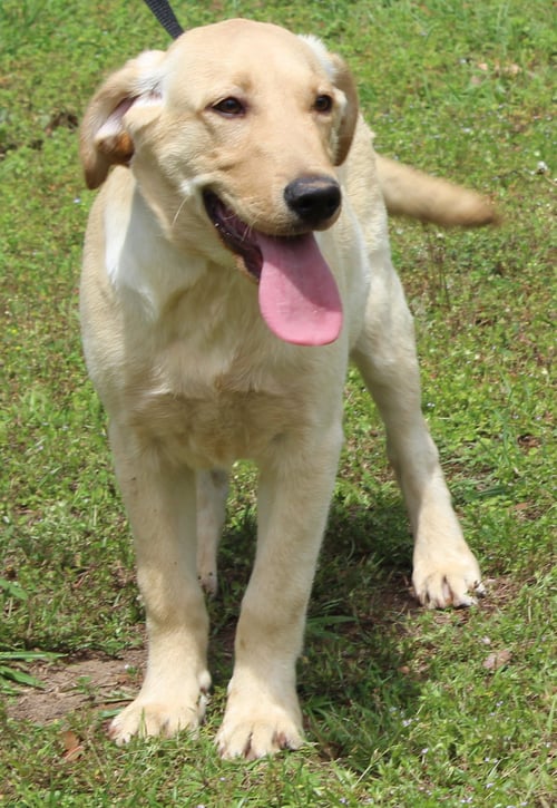 LOUIE 43345 - Yellow Labrador Retriever available for adoption