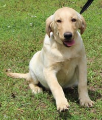 Louie 43345 - Photo 4