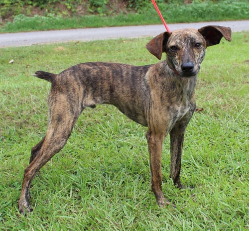 KJ 42525 - Italian Greyhound available for adoption