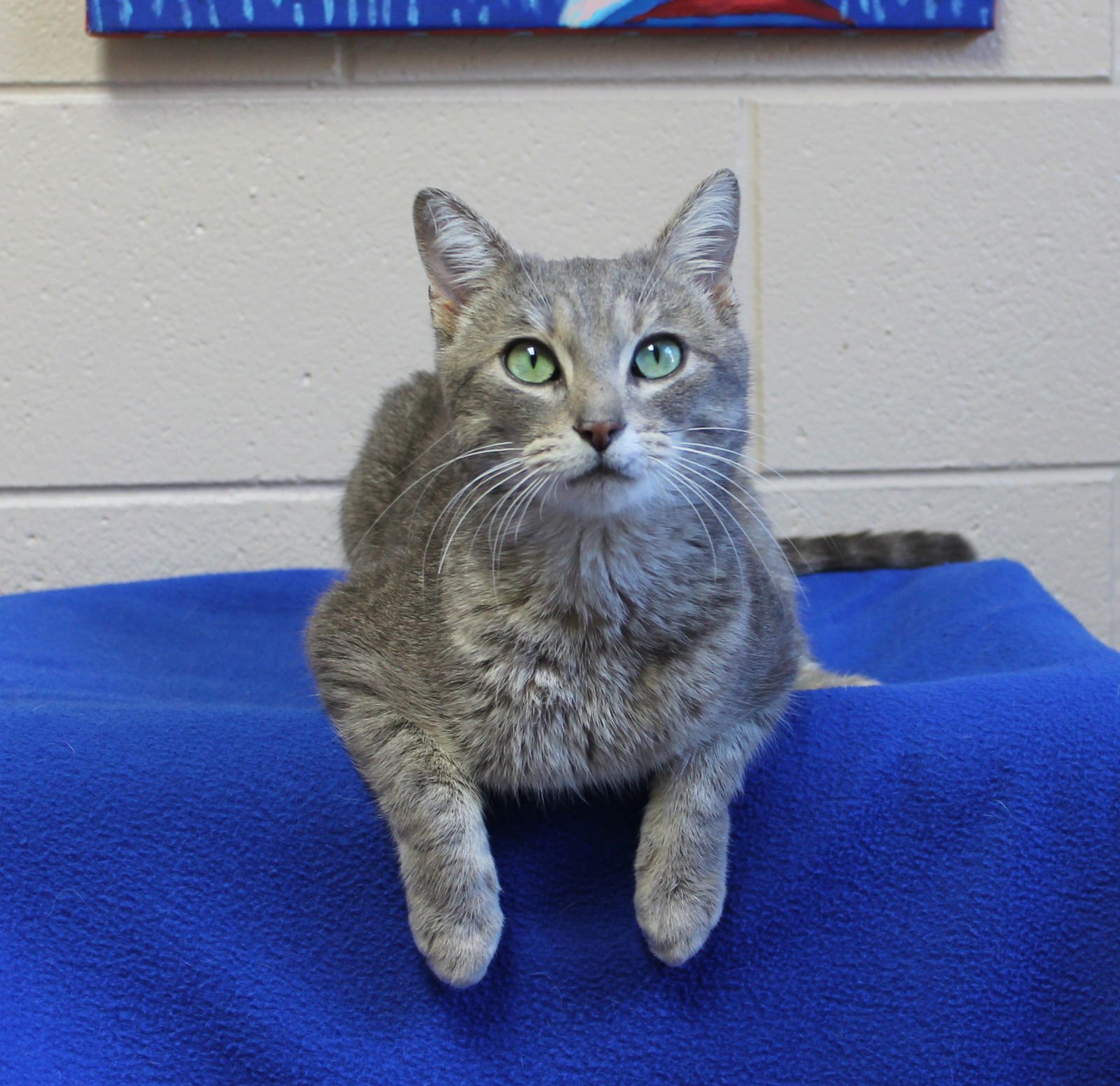 Cooper - 43135 - Photo 2