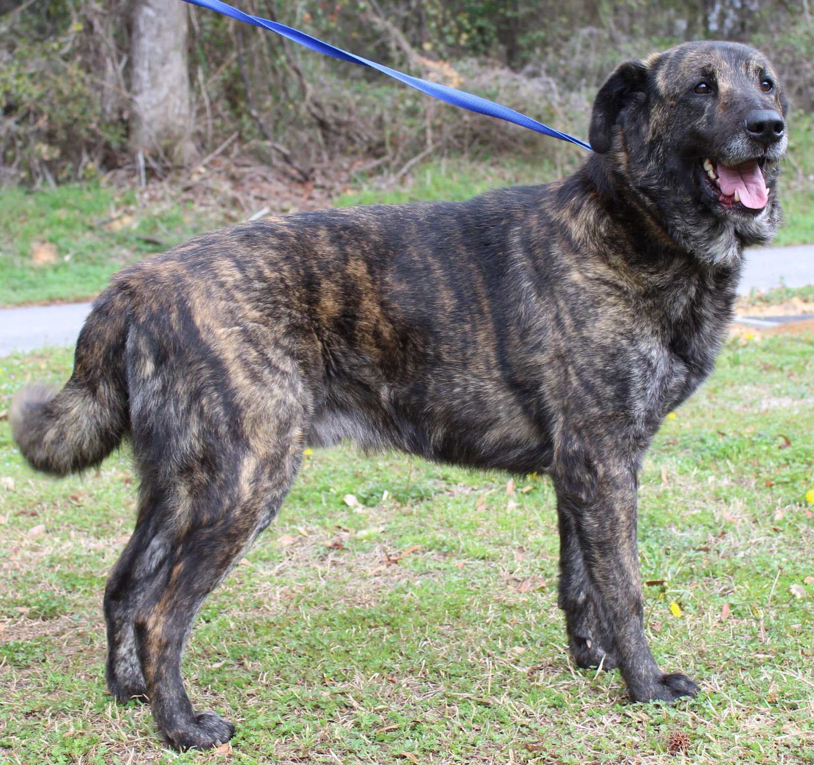 SCRAPPY 43187 - Shepherd for adoption in Montgomery