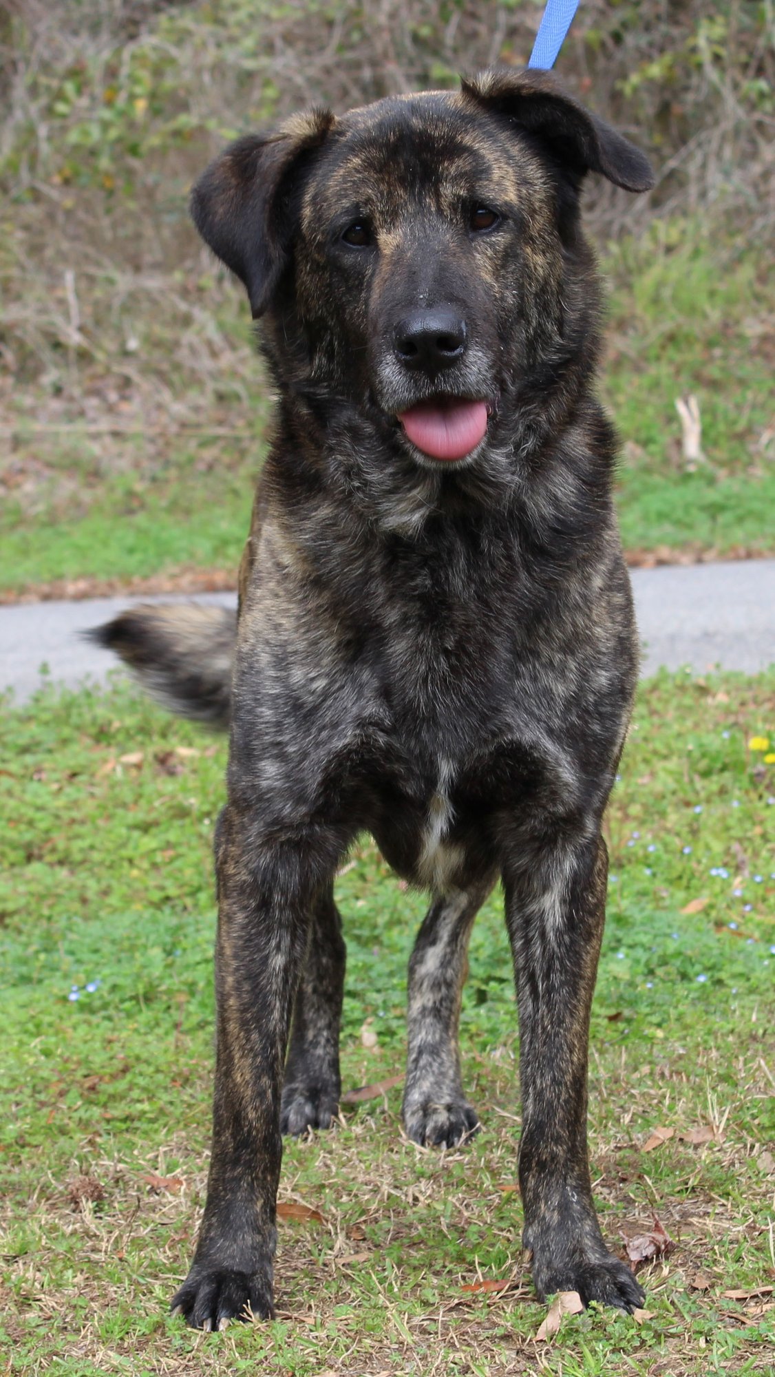 SCRAPPY 43187 - Shepherd available for adoption