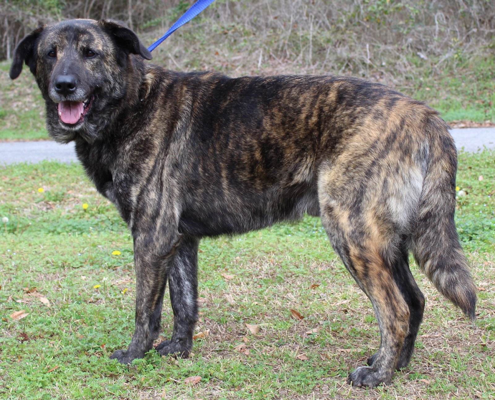 Scrappy 43187 - Photo 3