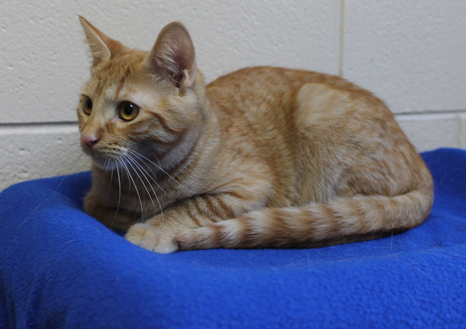 DANE - 42557 - Domestic Short Hair / Tabby available for adoption