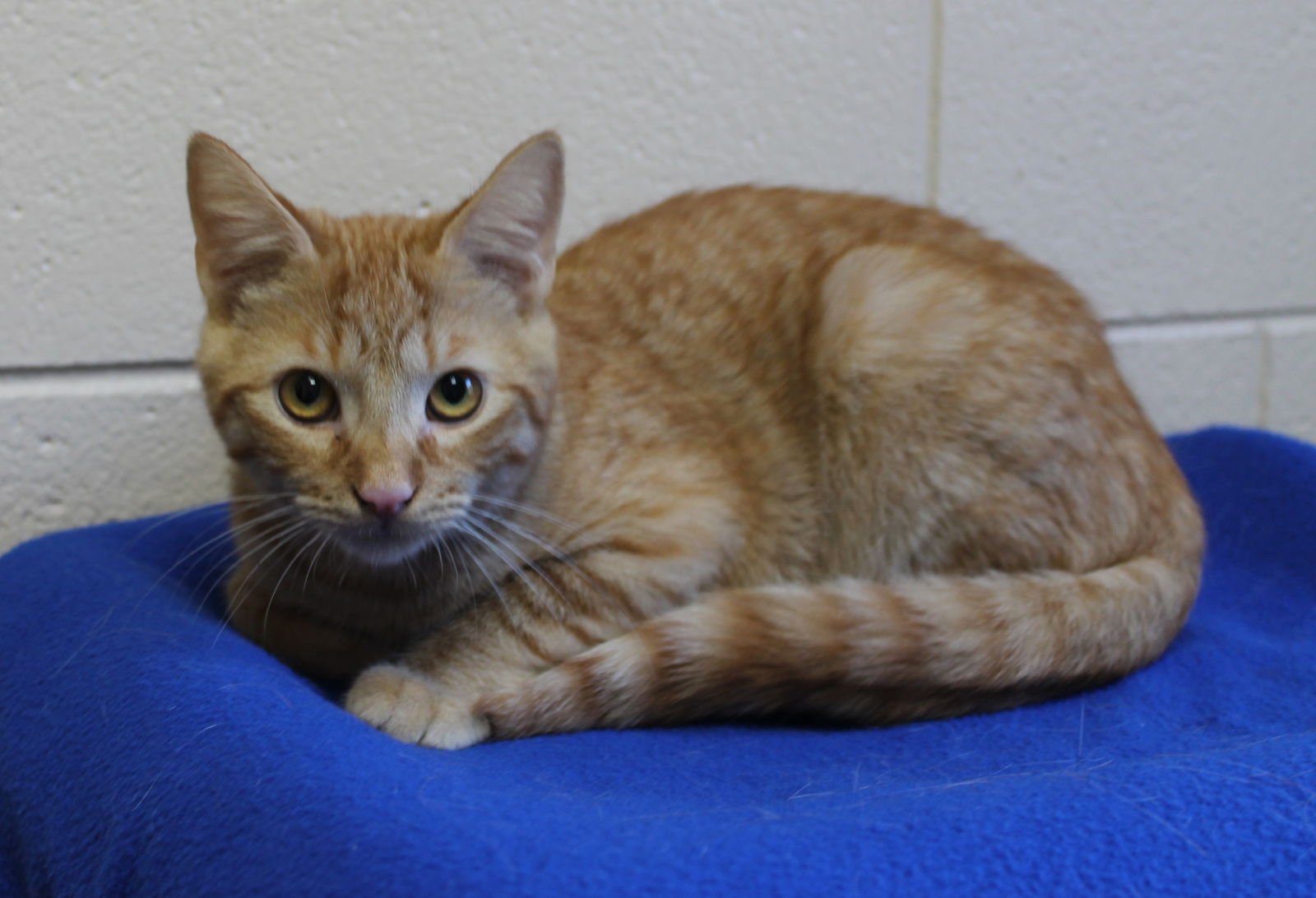 DANE - 42557 - Domestic Short Hair / Tabby available for adoption