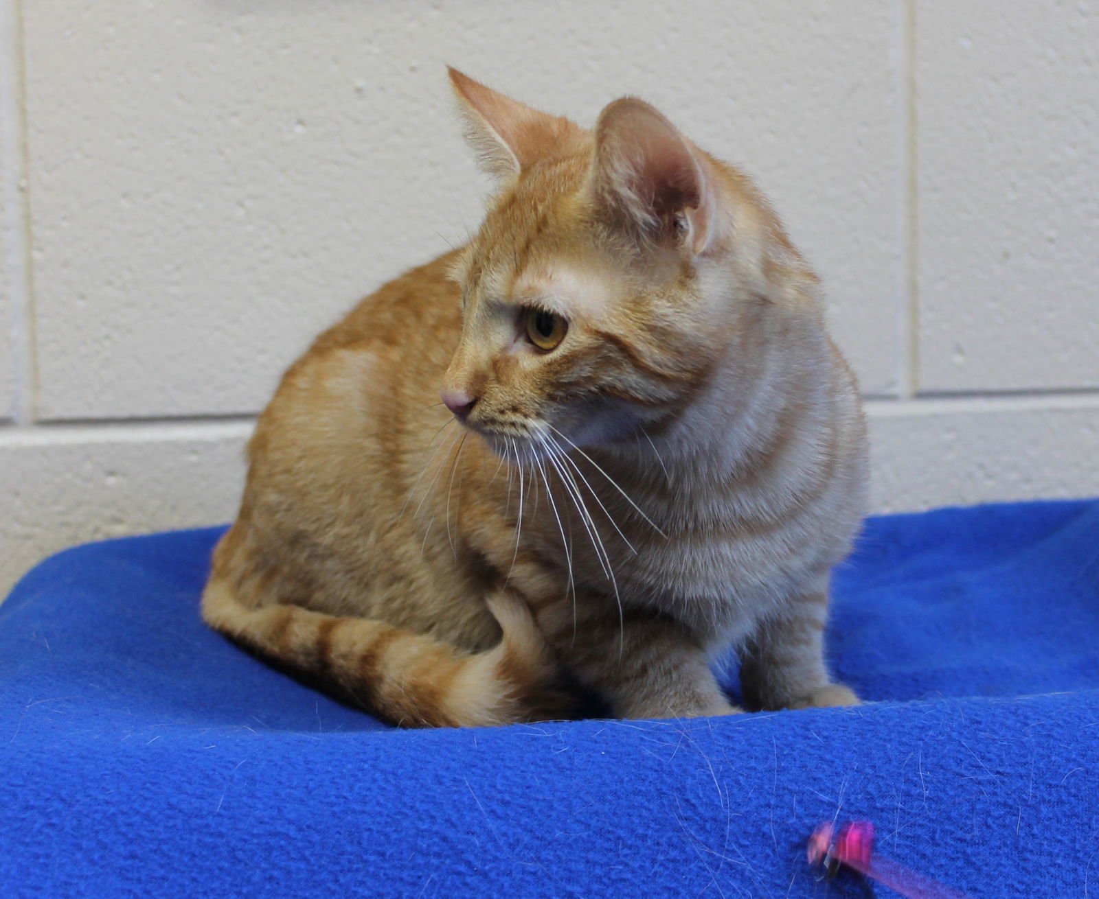 Dane - 42557 - Photo 3