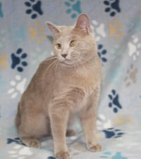 Pop - 43763 - Photo 1