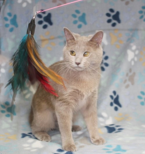 POP - 43763 - Domestic Short Hair available for adoption