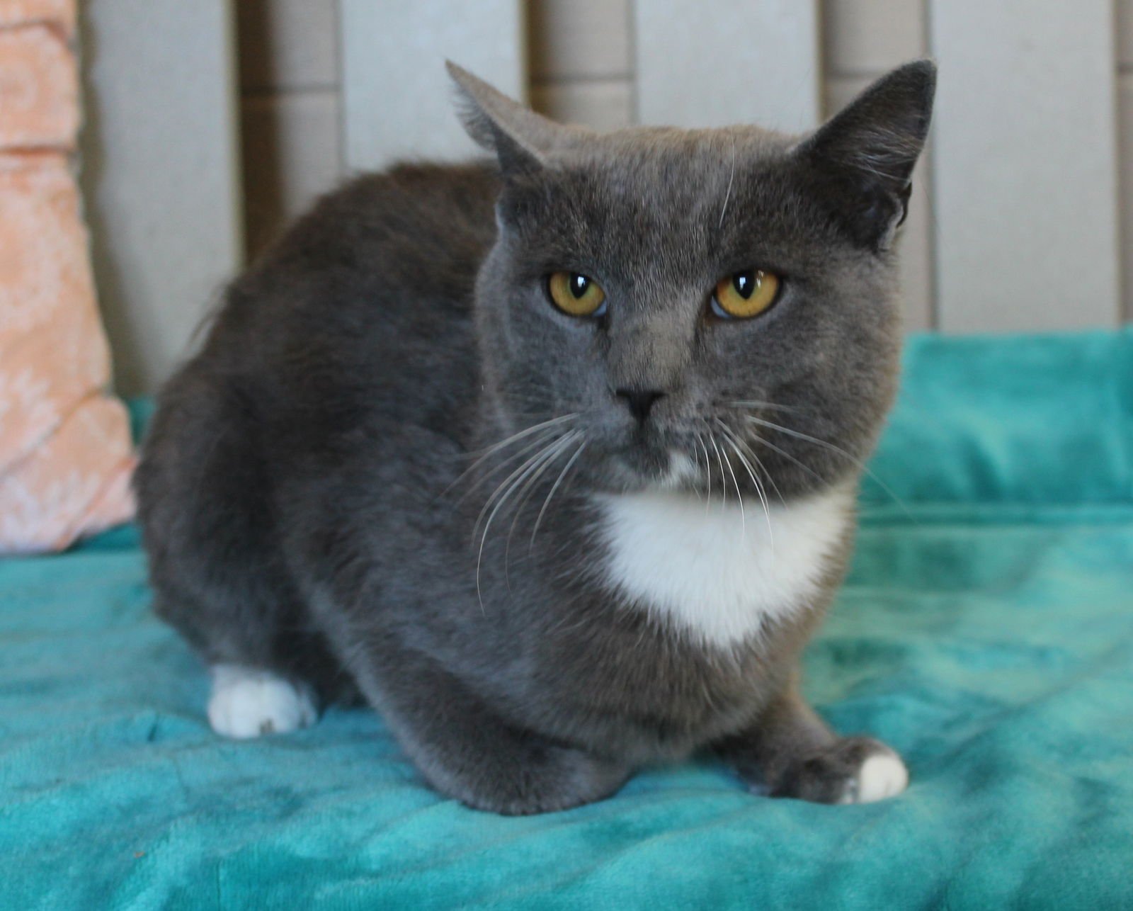 ROME - 43271 - Domestic Short Hair available for adoption