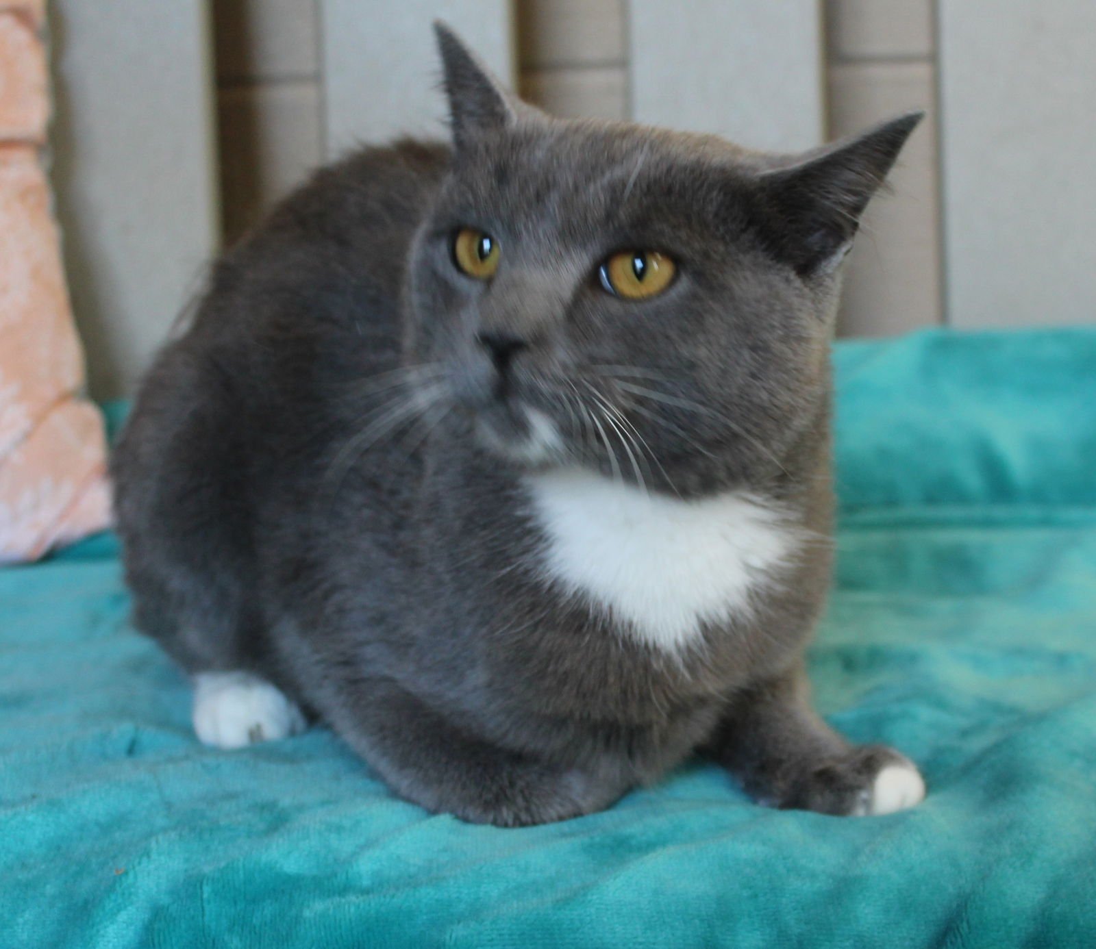 Rome - 43271 - Photo 3