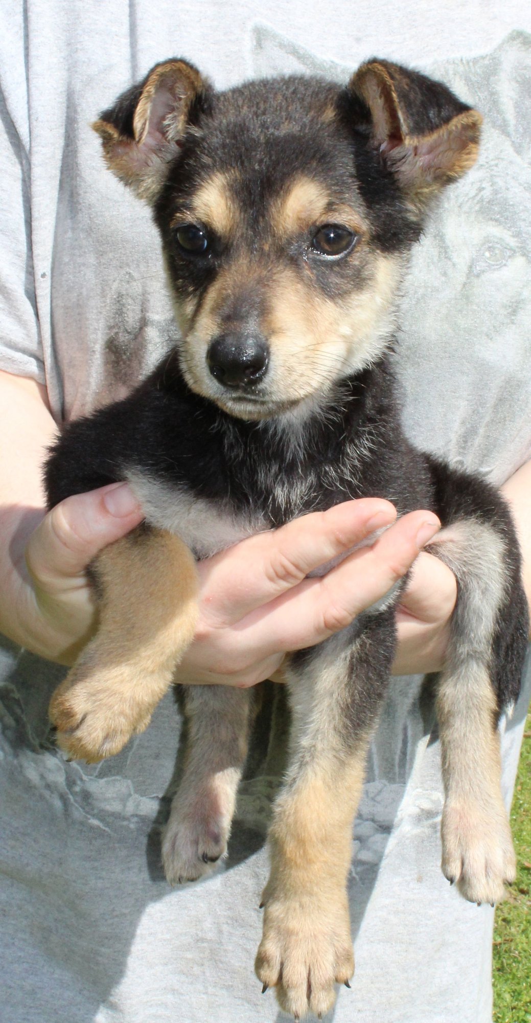 RUBY RED 43206 - Shepherd / Husky for adoption in Montgomery