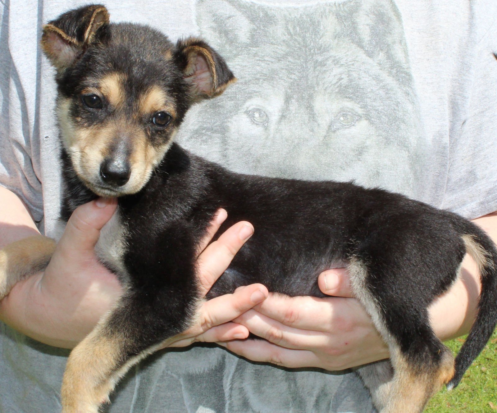 RUBY RED 43206 - Shepherd / Husky available for adoption