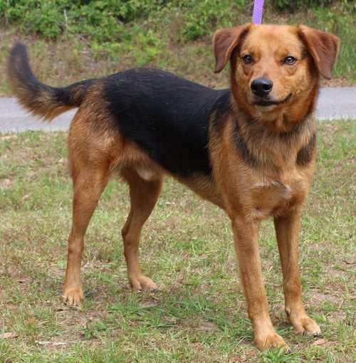 GRIN 41719 - Shepherd for adoption in Montgomery
