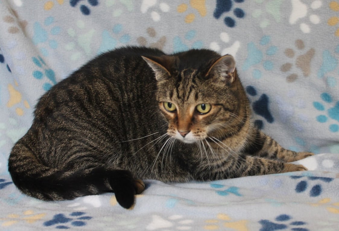 Minnie Mae - 31506 Image