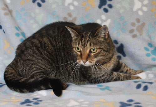 MINNIE MAE - 31506 - Tabby for adoption in Montgomery