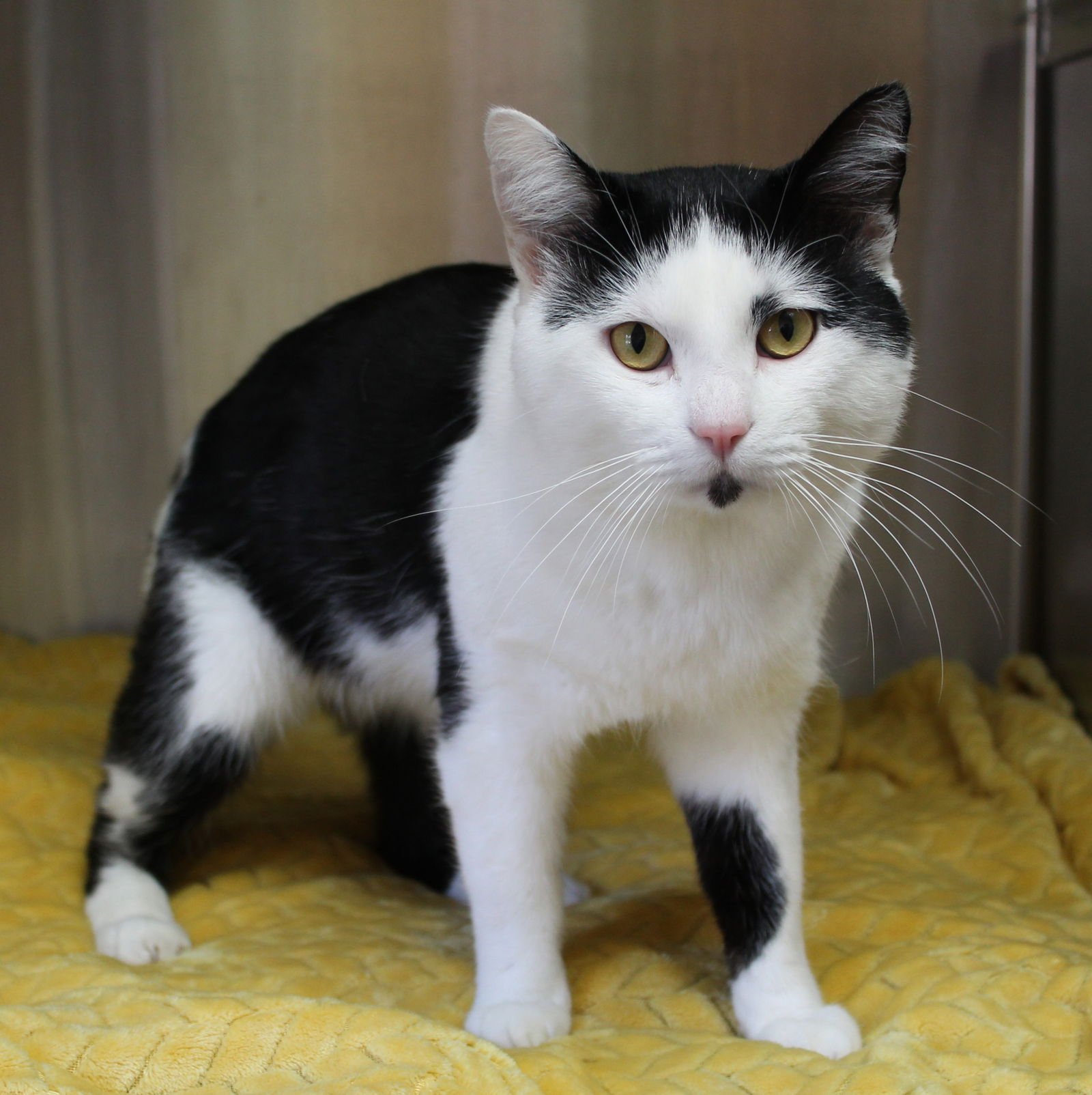 JARVIS - 43112 - Domestic Short Hair available for adoption