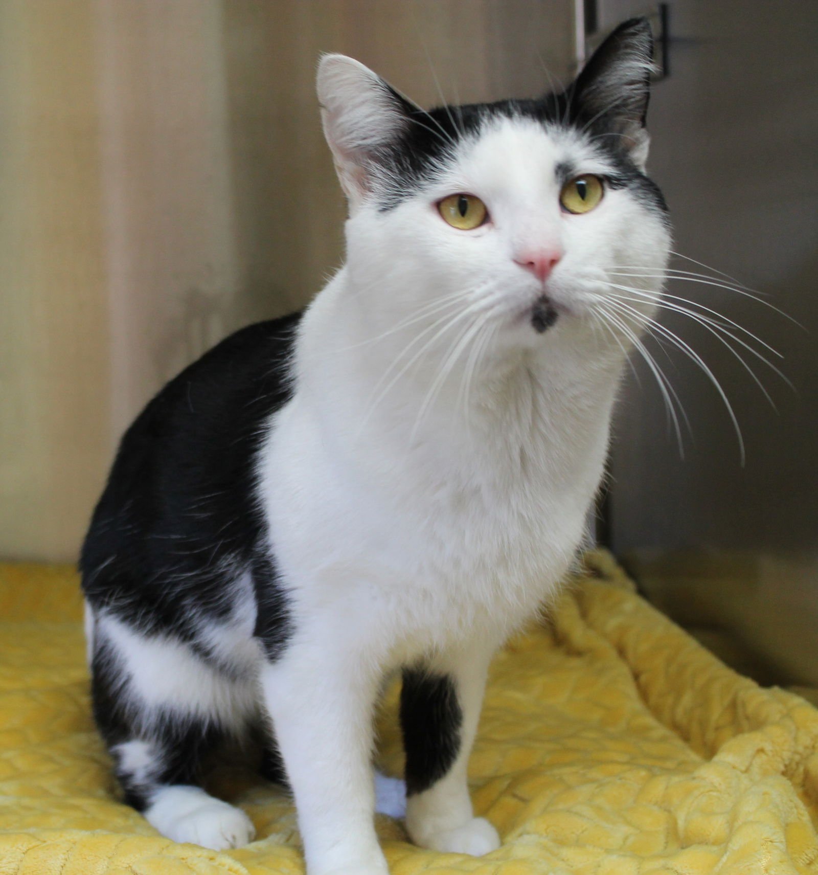 JARVIS - 43112 - Domestic Short Hair available for adoption