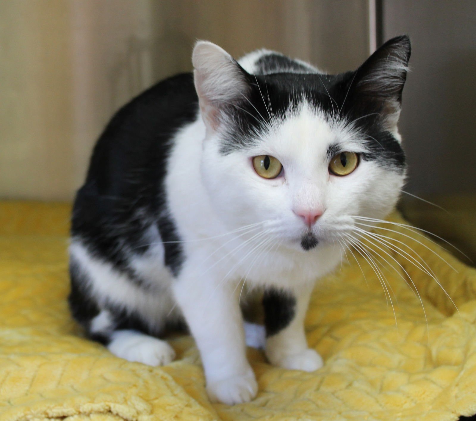 Jarvis - 43112 - Photo 3