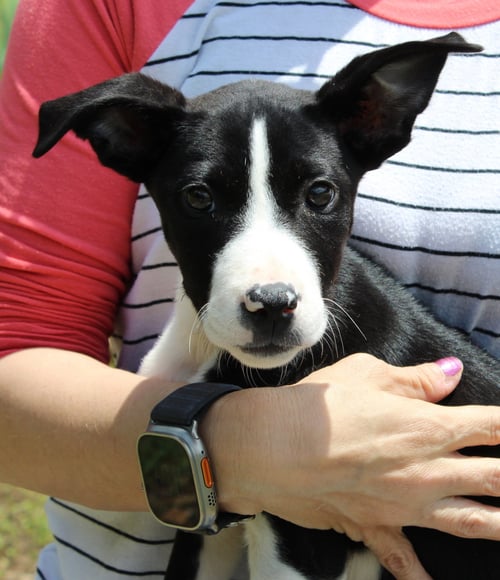 OAKLEY 43461 - Terrier for adoption in Montgomery