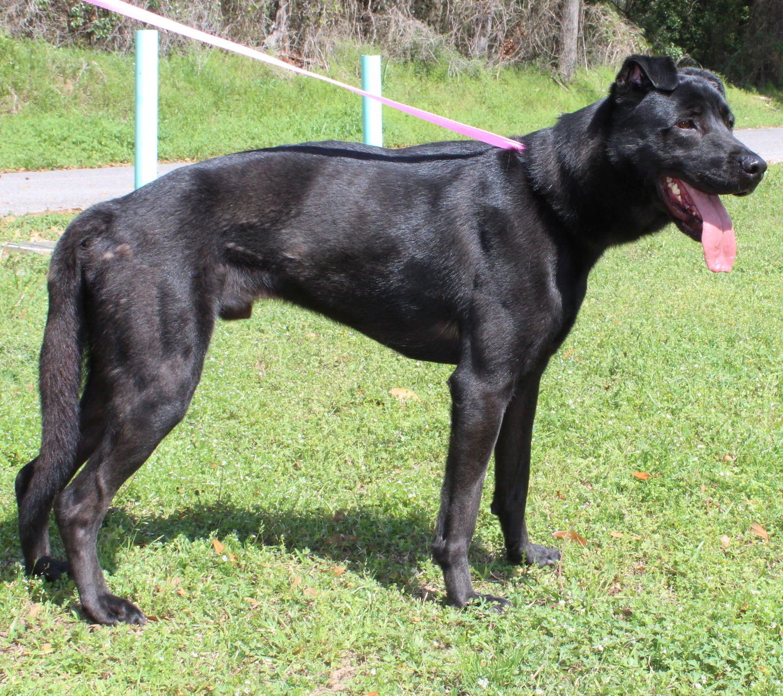 KODY 37124 - Shepherd / Black Labrador Retriever available for adoption