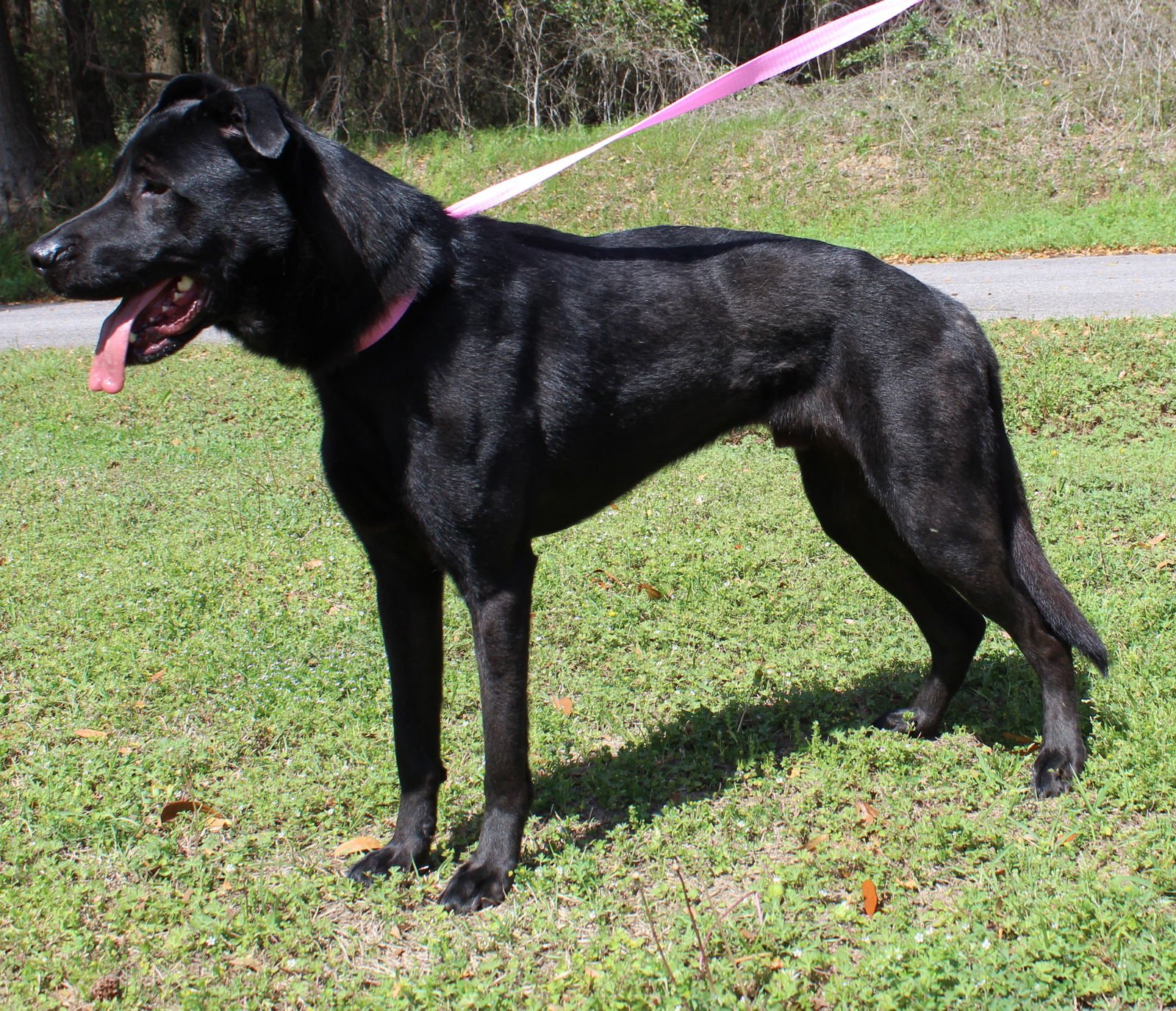 Kody 37124 - Photo 3