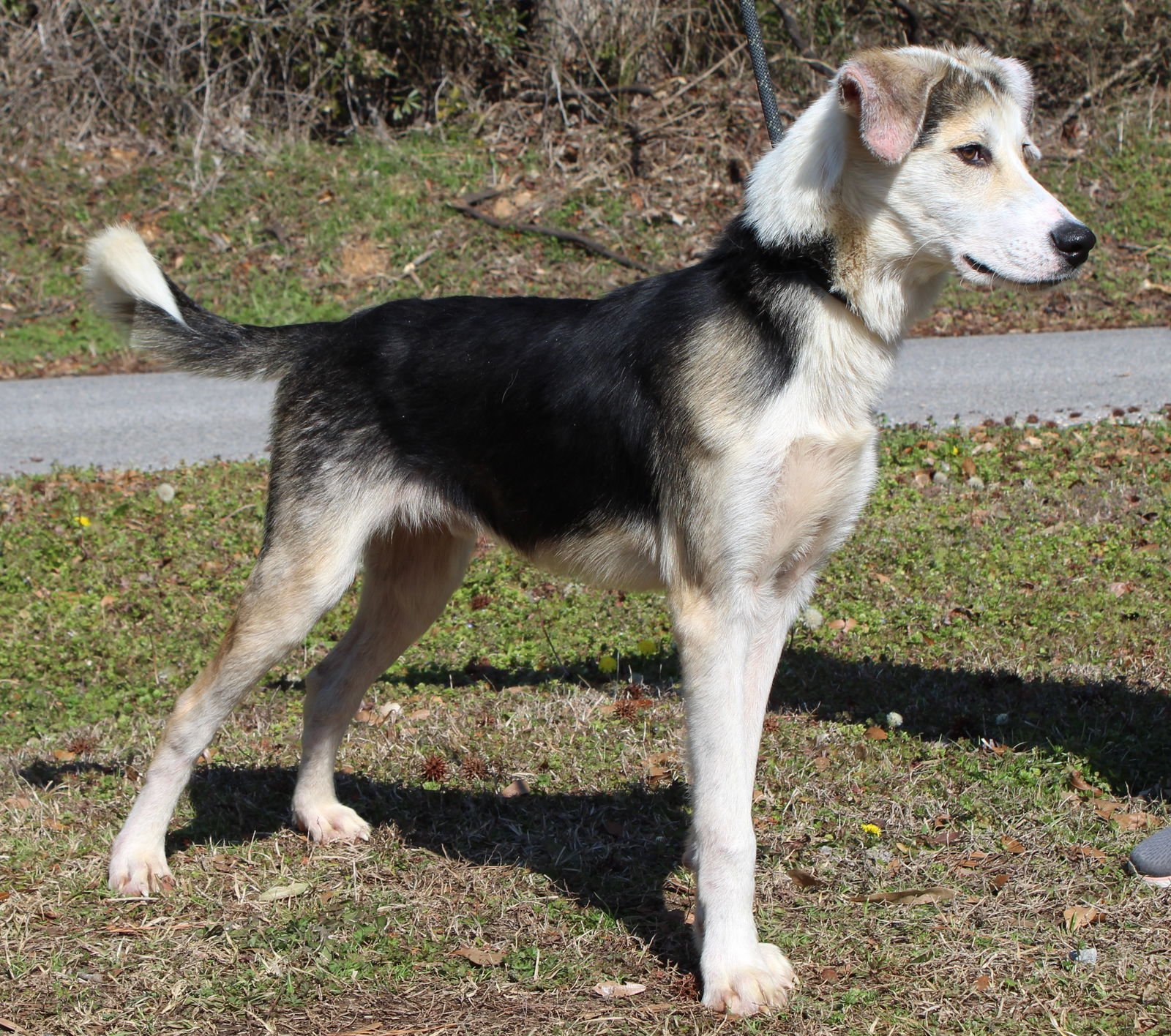 JOKER 43045 - Shepherd / Husky available for adoption