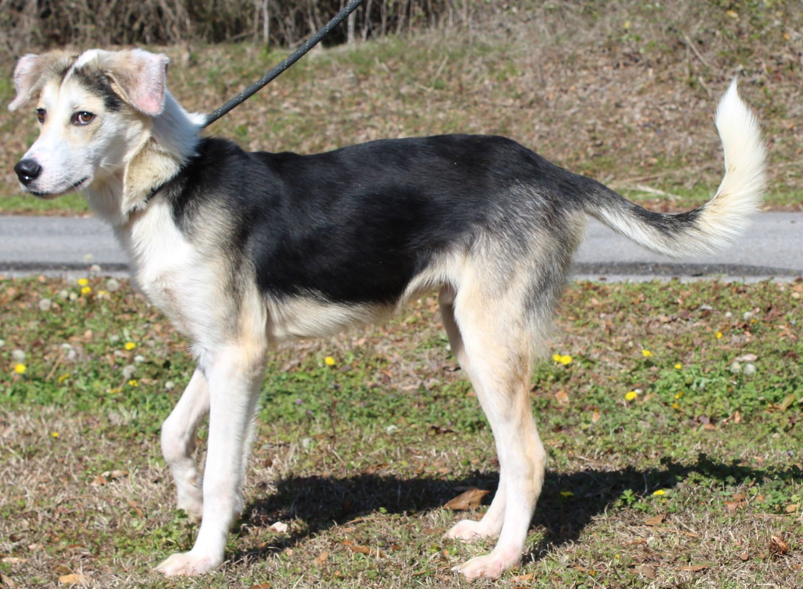 Joker 43045 - Photo 4