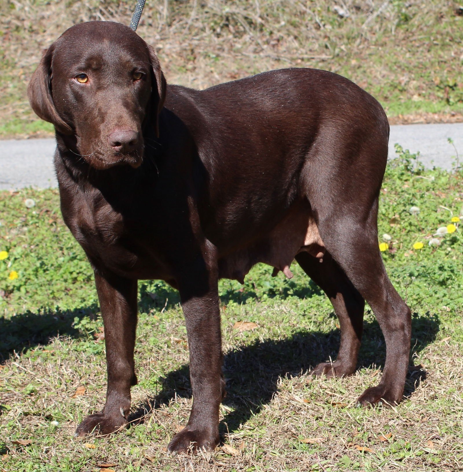 COCO 43069 - Chocolate Labrador Retriever available for adoption