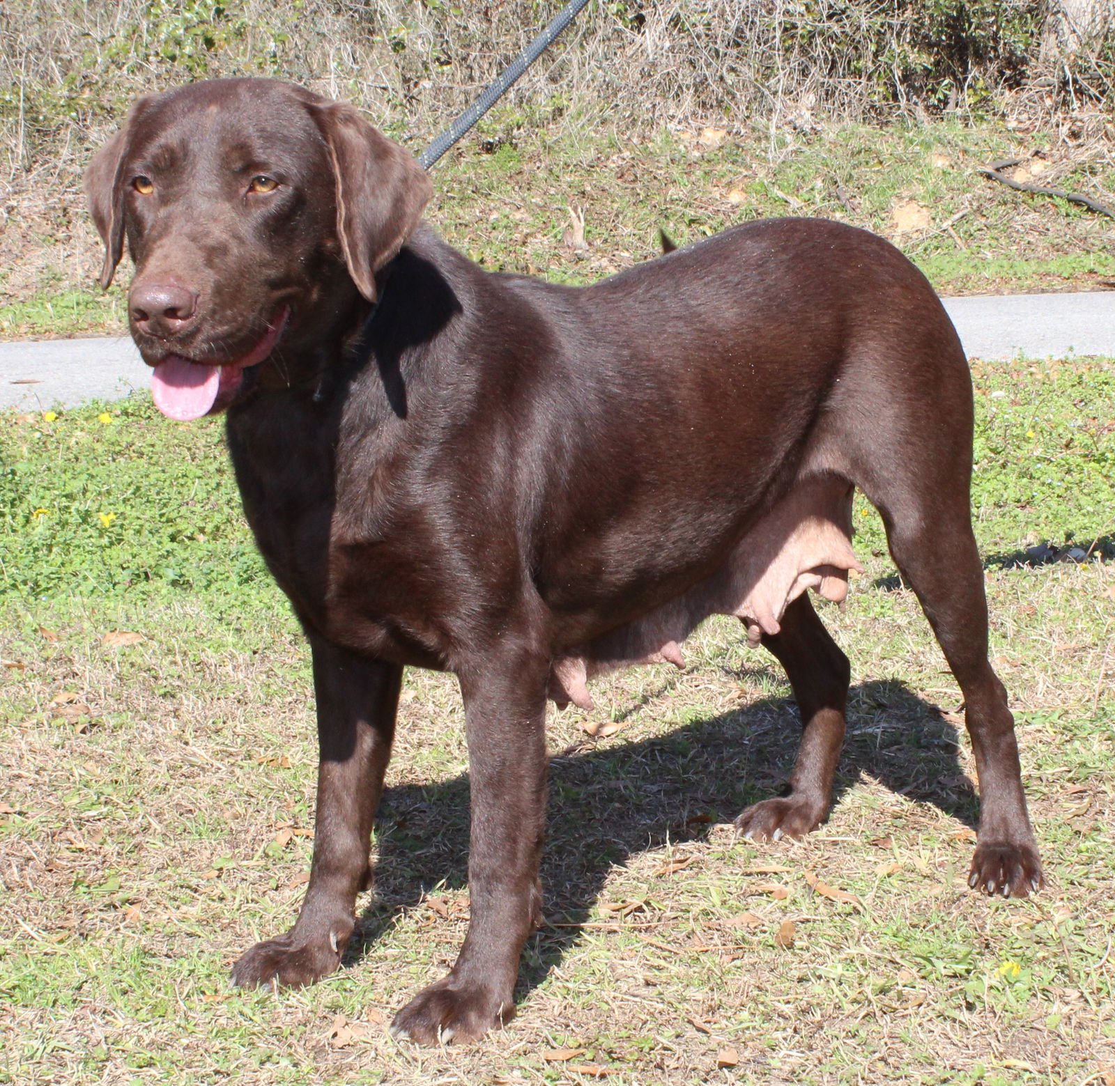 COCO 43069 - Chocolate Labrador Retriever available for adoption