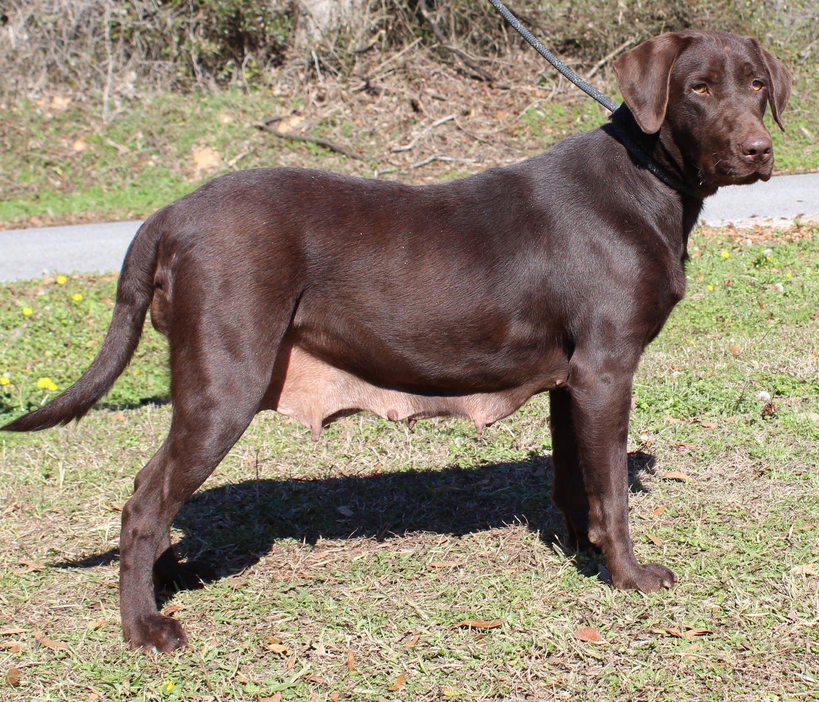 Coco 43069 - Photo 4