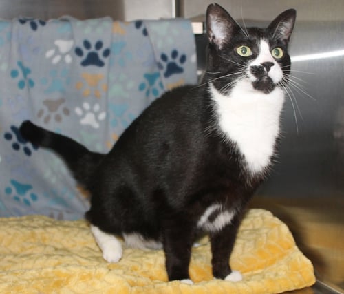 COOKIE - 43409 - Domestic Short Hair / Tuxedo for adoption in Montgomery