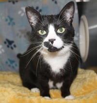 Cookie - 43409 - Photo 2