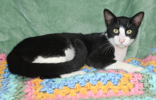 ALLEN - 43847 - Domestic Short Hair for adoption in Montgomery