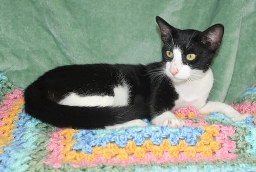 ALLEN - 43847 - Domestic Short Hair available for adoption