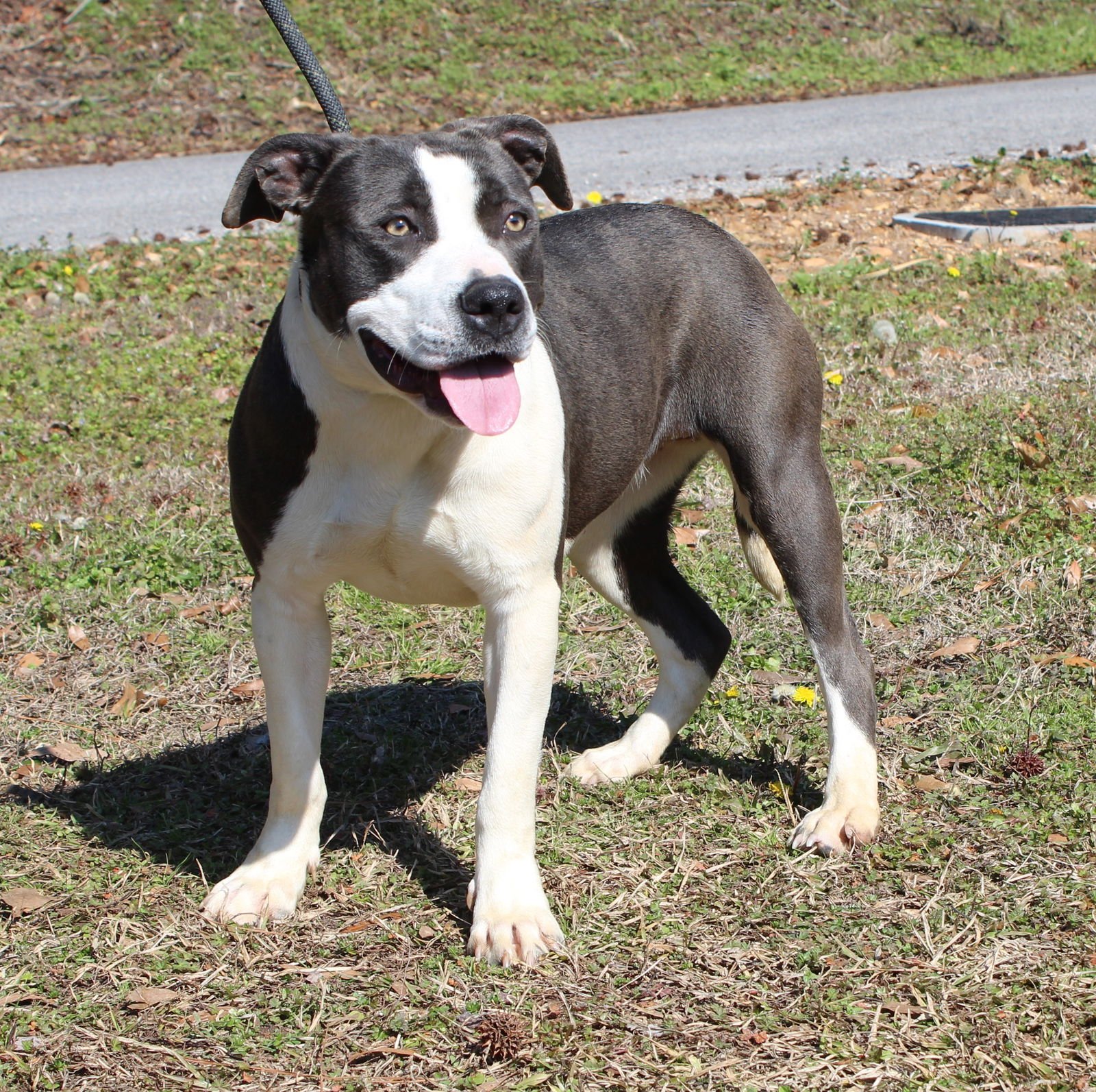 PIPER 43131 - Pit Bull Terrier available for adoption